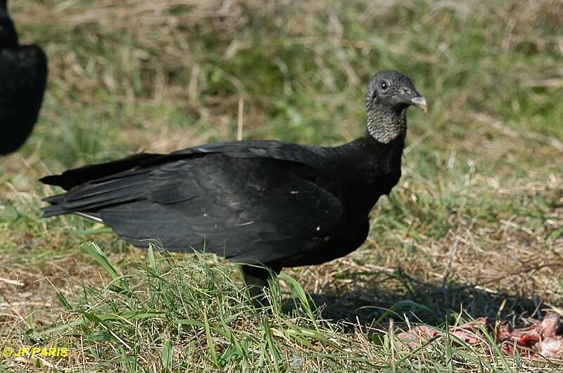 Black Vulture