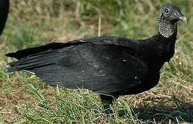 Black Vulture