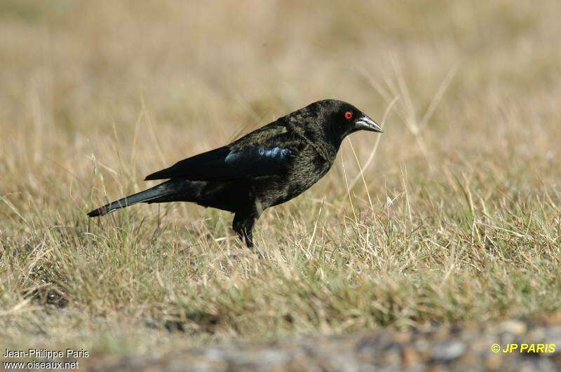 Bronzed Cowbird