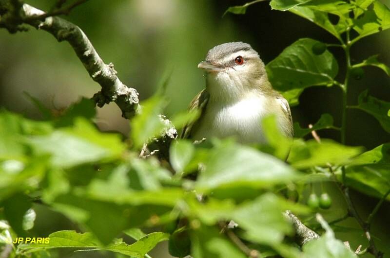 Red-eyed Vireo