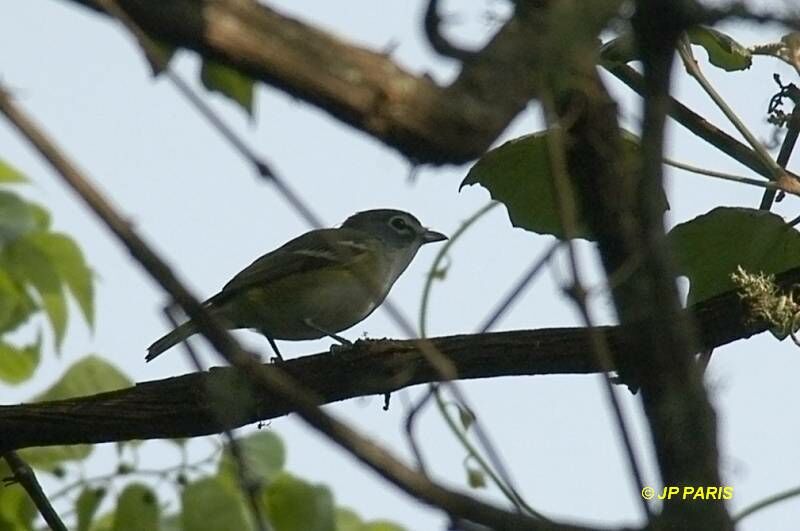 Blue-headed Vireo