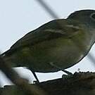 Viréo à tête bleue