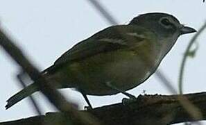 Blue-headed Vireo