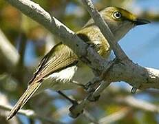 White-eyed Vireo