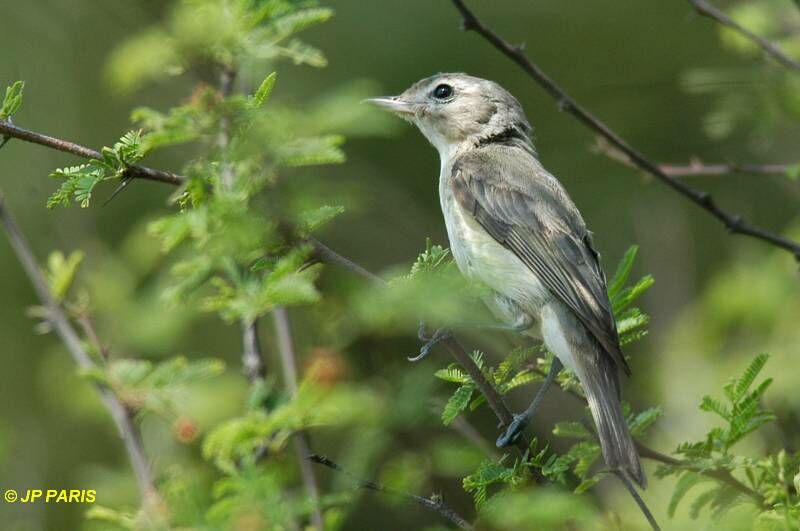 Warbling Vireo