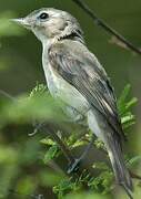 Warbling Vireo