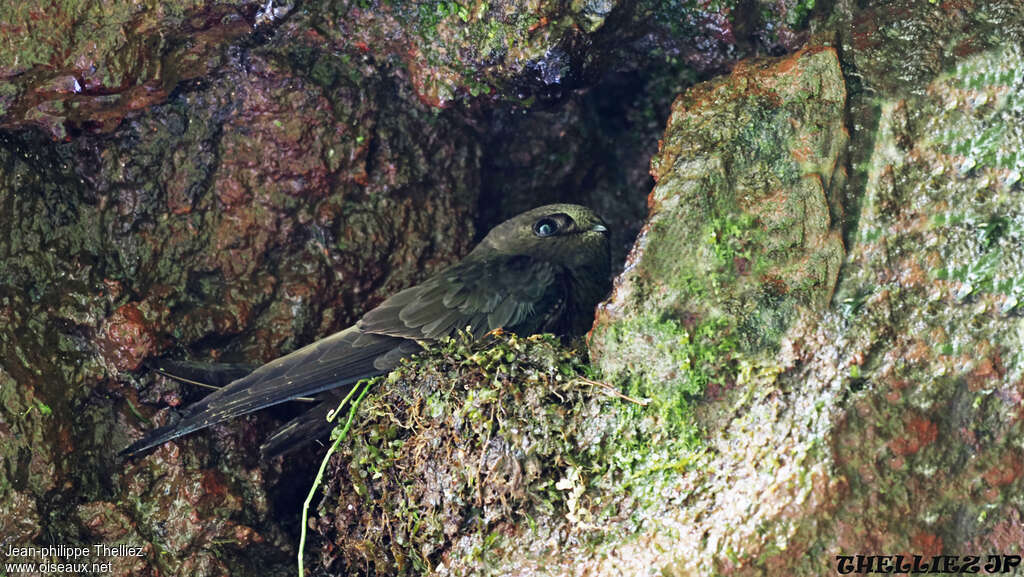 Martinet à menton blancadulte, identification