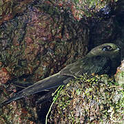 White-chinned Swift