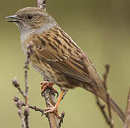 Dunnock