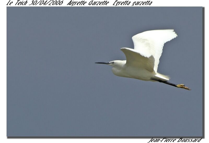 Aigrette garzette