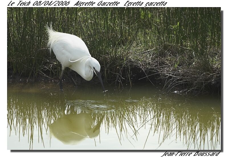 Aigrette garzette