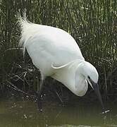 Little Egret