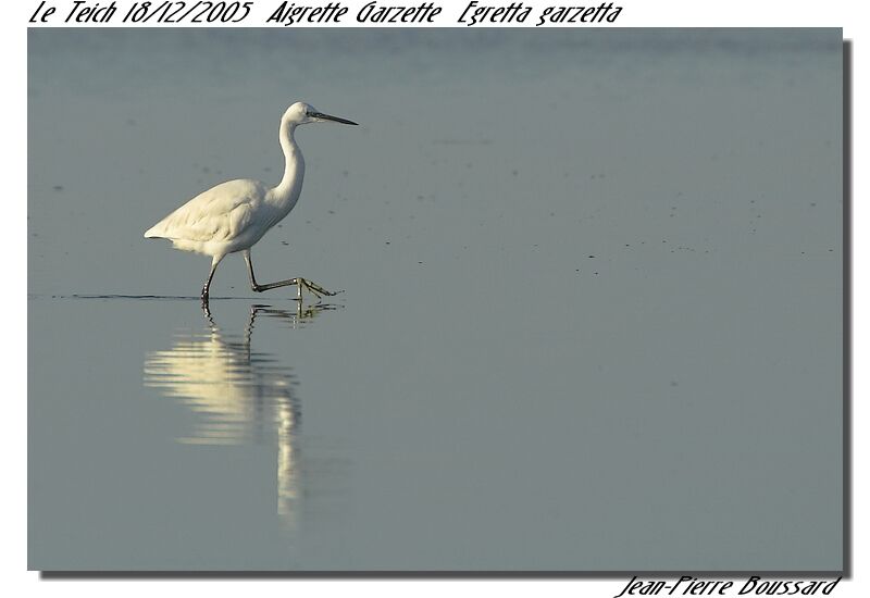 Aigrette garzetteadulte