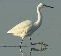 Little Egret