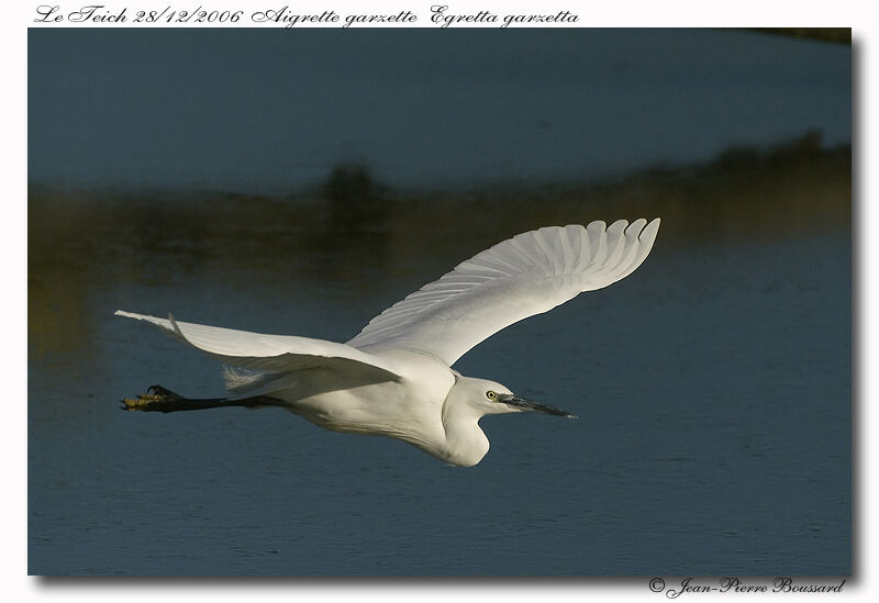 Aigrette garzetteadulte