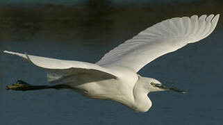 Aigrette garzette