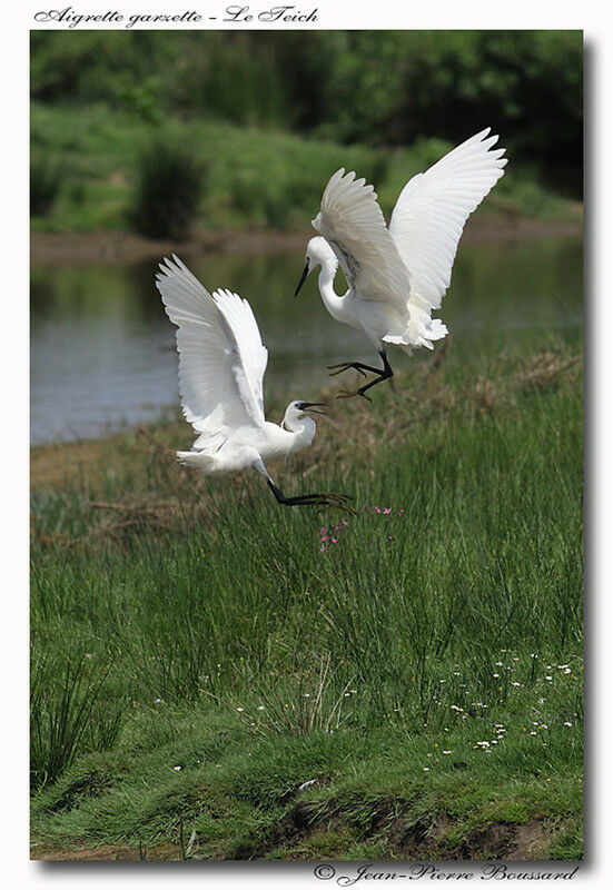 Little Egret, Behaviour