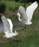 Aigrette garzette