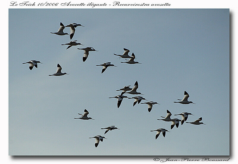 Pied Avocetadult