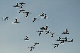 Avocette élégante