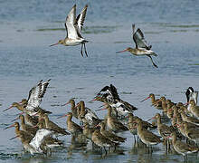 Black-tailed Godwit