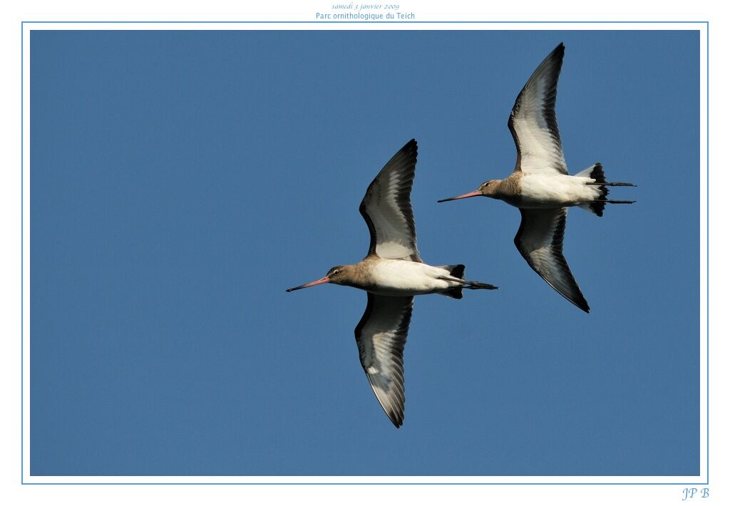 Black-tailed Godwitadult post breeding, Flight