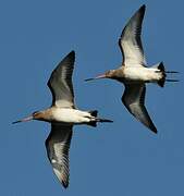 Black-tailed Godwit