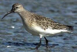 Curlew Sandpiper