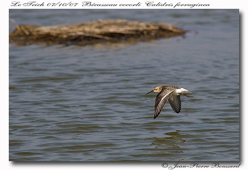 Curlew Sandpiperjuvenile