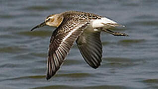 Curlew Sandpiper