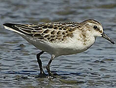 Little Stint