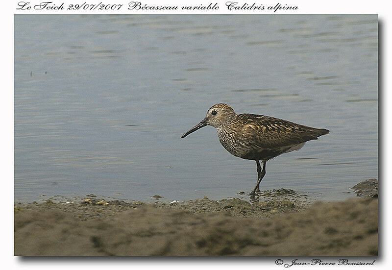 Dunlin male