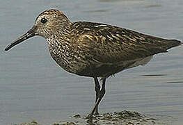 Dunlin