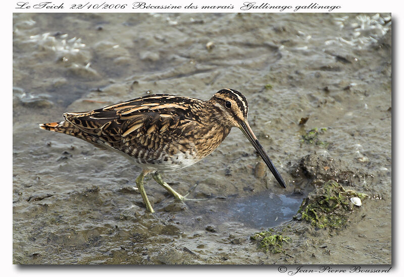 Common Snipe