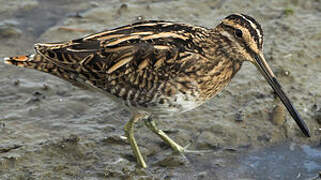 Common Snipe