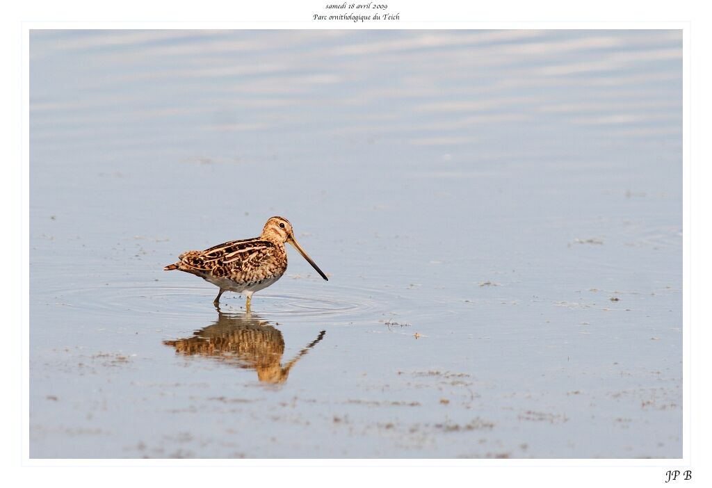 Common Snipeadult breeding