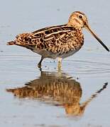 Common Snipe