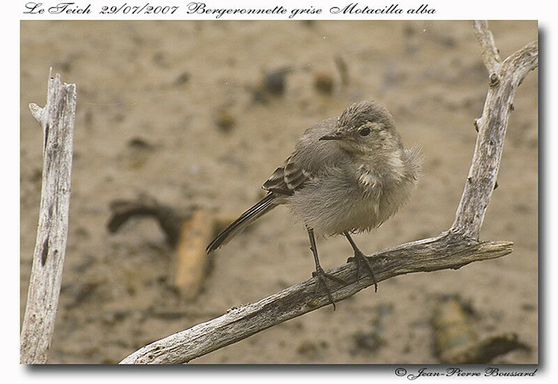 White WagtailFirst year