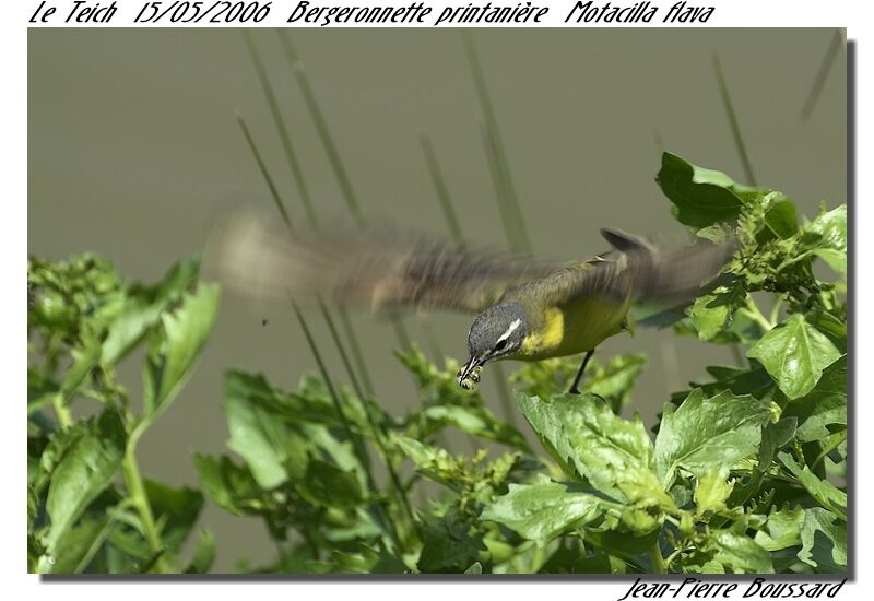 Western Yellow Wagtail male adult breeding