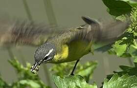 Western Yellow Wagtail