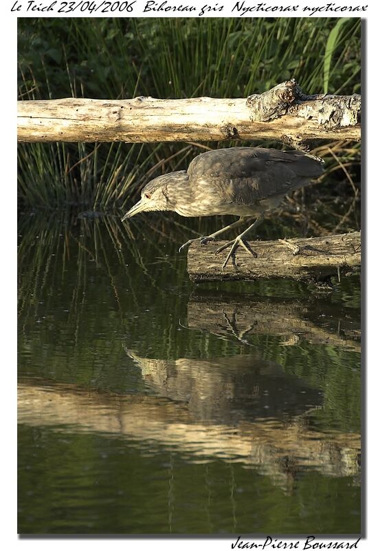 Black-crowned Night Heron