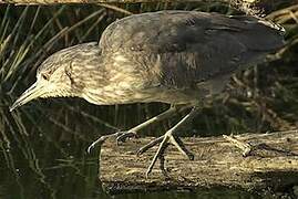 Black-crowned Night Heron