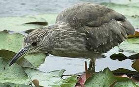 Black-crowned Night Heron