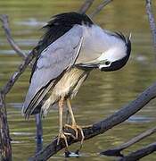 Black-crowned Night Heron