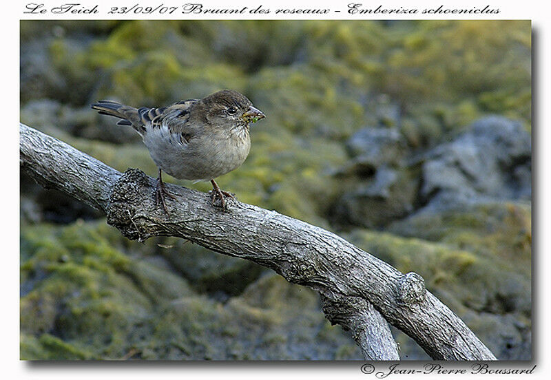 Common Reed Buntingjuvenile