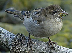 Common Reed Bunting