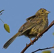 Yellowhammer