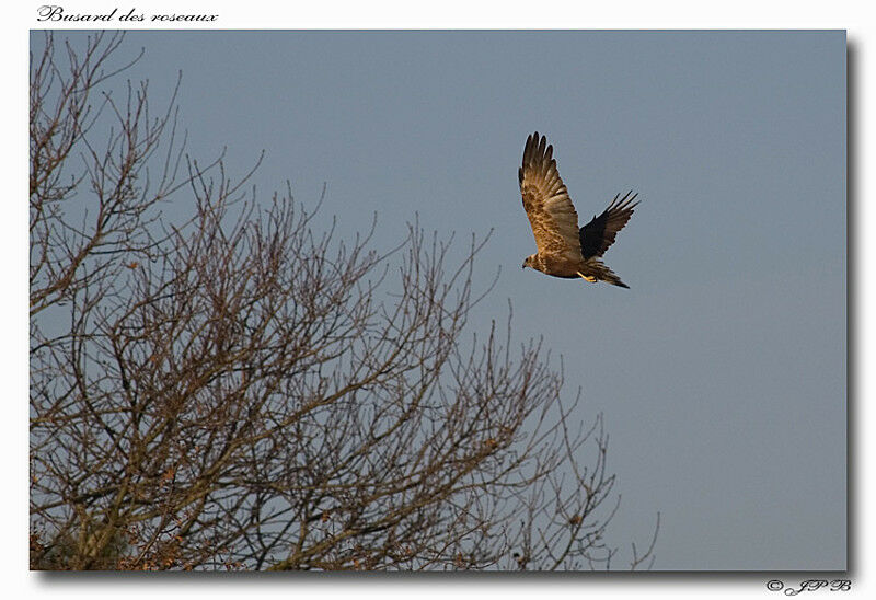 Western Marsh Harrier female adult