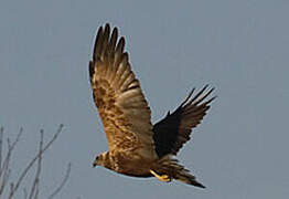 Western Marsh Harrier