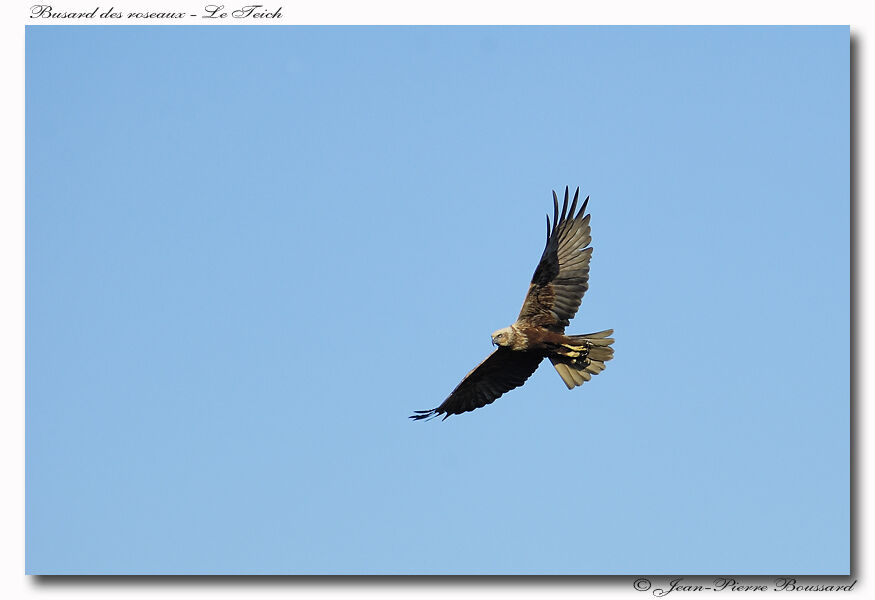 Western Marsh Harrier